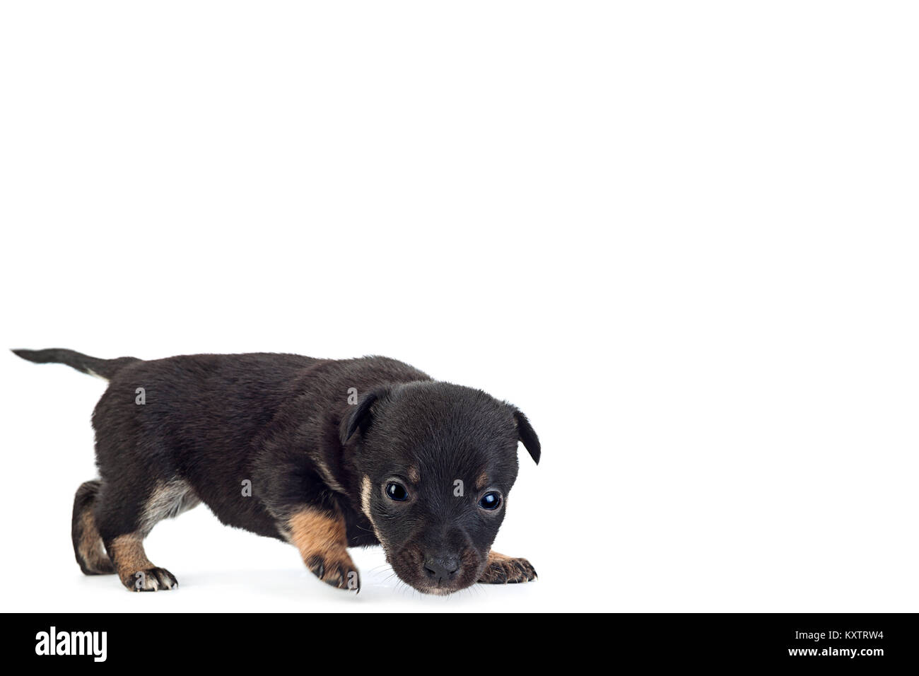 Giovane nero cucciolo closeup isolati su sfondo bianco Foto Stock
