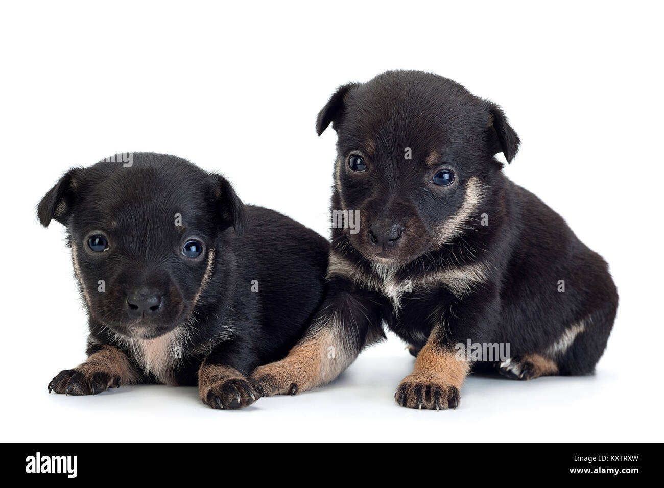 Giovane nero cucciolo closeup isolati su sfondo bianco Foto Stock
