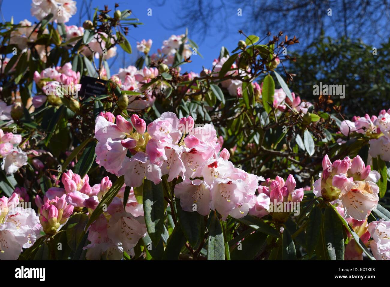 Botanic fiori in primavera Foto Stock