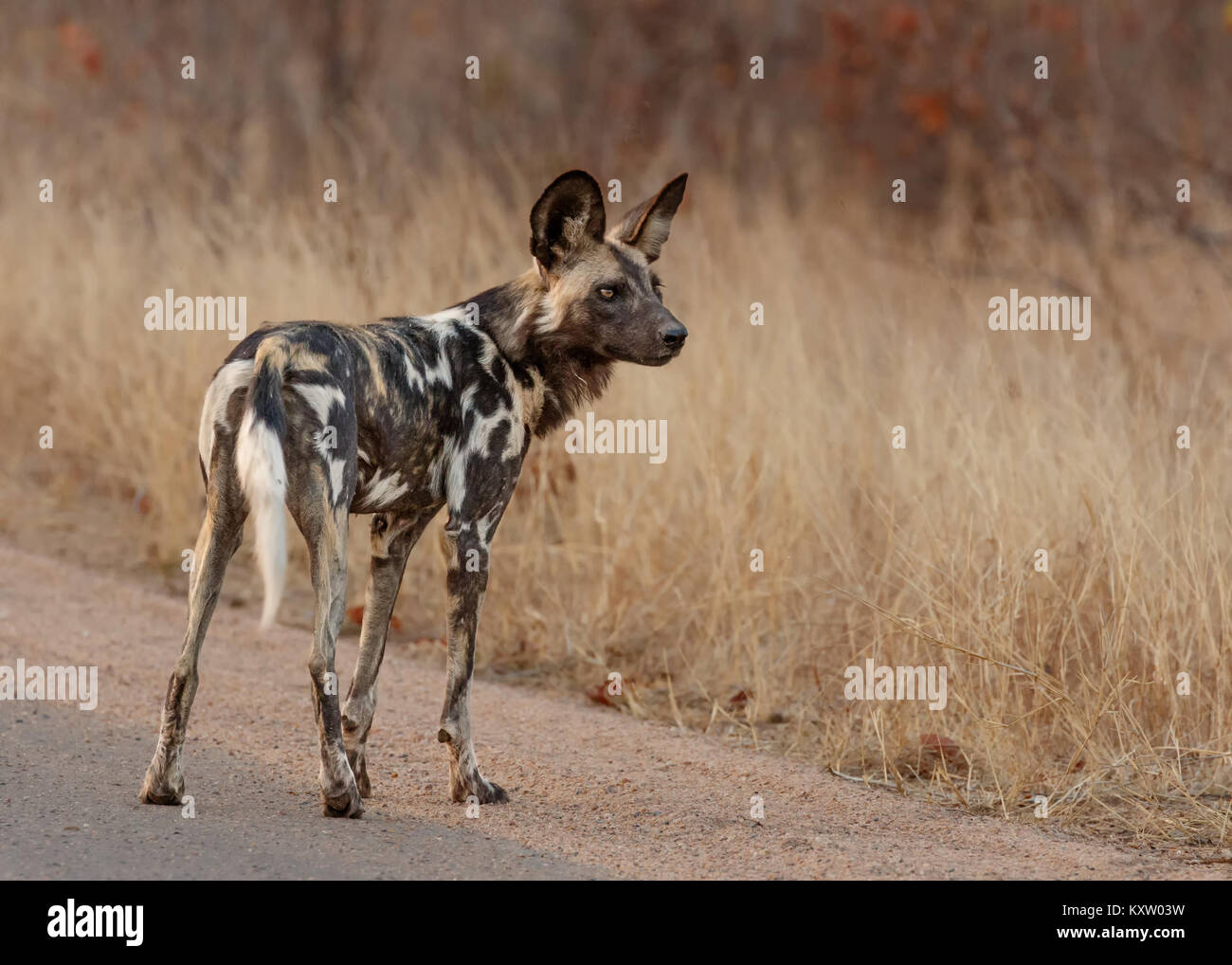 African Wild Dog su strada Foto Stock