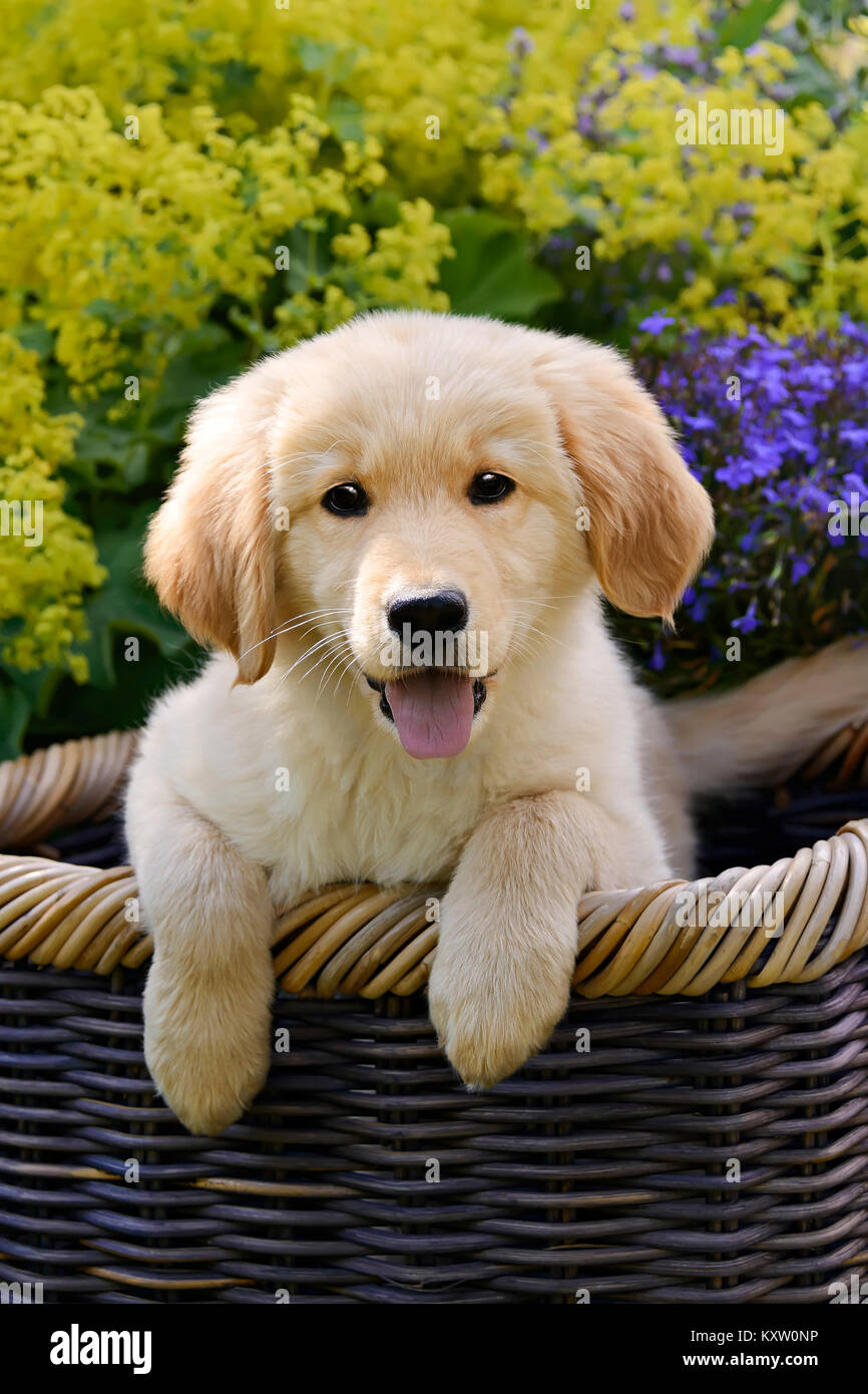 Golden Retriever cucciolo di cane seduto in un cesto di vimini in mezzo a fiori in un giardino, documentalisti sono molto intelligenti e leali cani Foto Stock