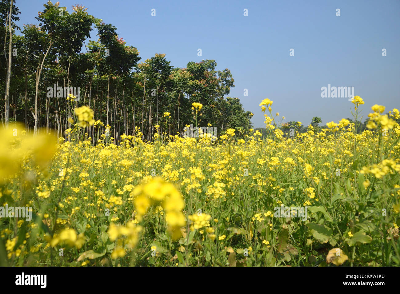 fiore Foto Stock