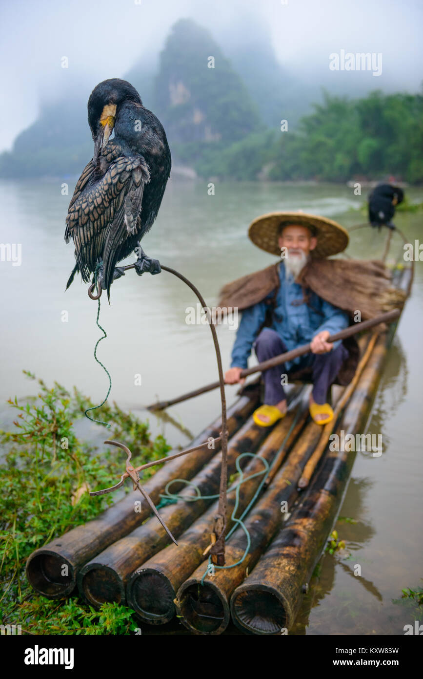 Cormorano pescatore e i suoi uccelli sul fiume Li in Yangshuo, Guangxi, Cina. Foto Stock