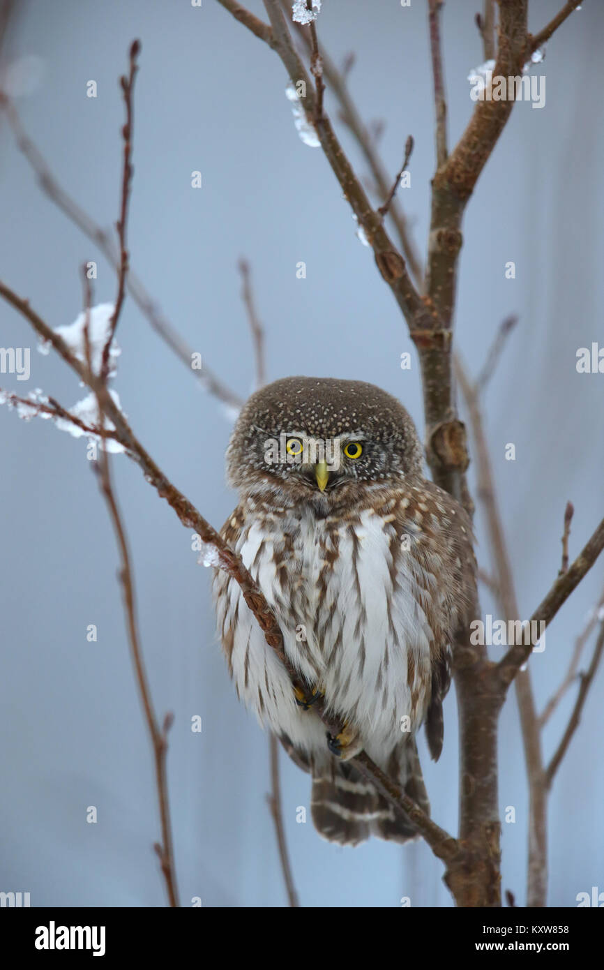 Wild Gufo pigmeo (Glaucidium passerinum) in inverno Foto Stock