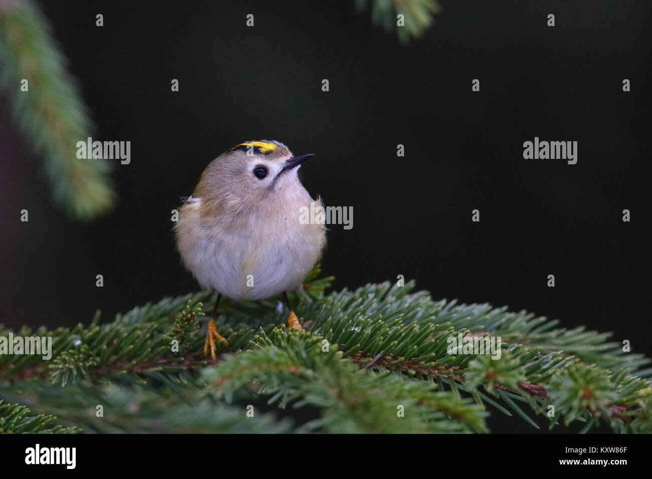 Goldcrest (Regulus regulus), Europa Foto Stock