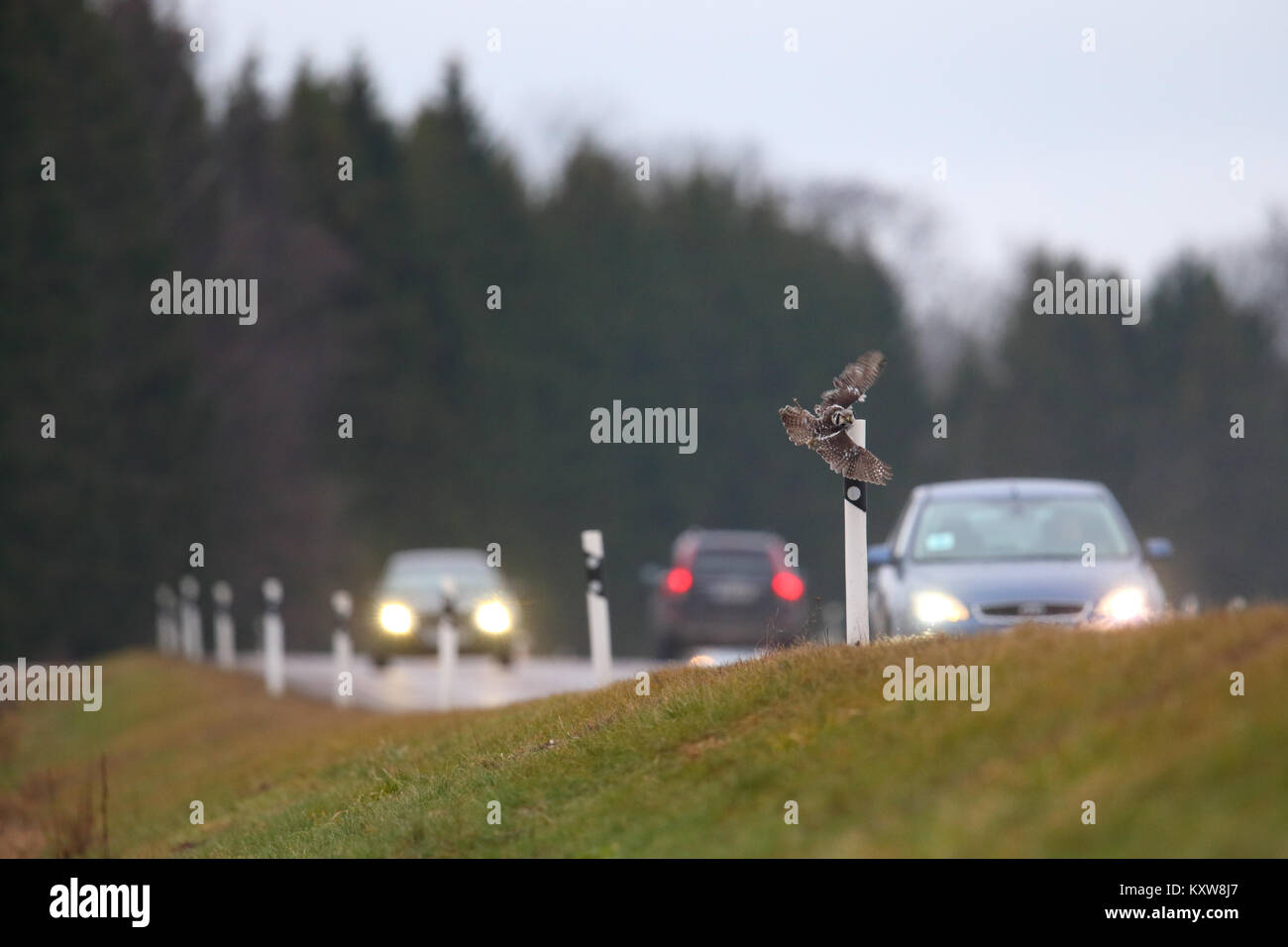 Nortthern Hawk Owl (surnia ulula) rivolta verso il pericolo della caccia roditori ai bordi della strada. L'Estonia, l'Europa. Foto Stock