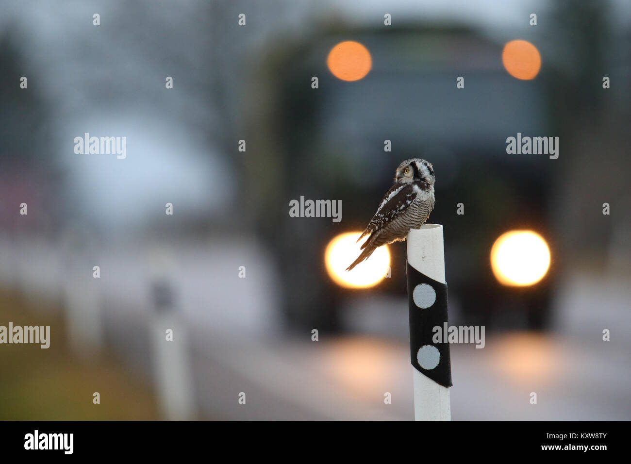 Nortthern Hawk Owl (surnia ulula) rivolta verso il pericolo della caccia roditori ai bordi della strada. L'Estonia, l'Europa. Foto Stock