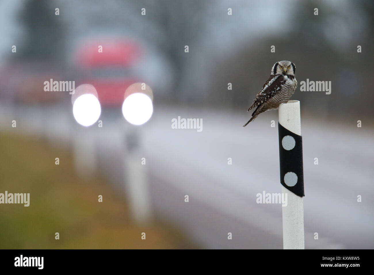 Nortthern Hawk Owl (surnia ulula) rivolta verso il pericolo della caccia roditori ai bordi della strada. L'Estonia, l'Europa. Foto Stock