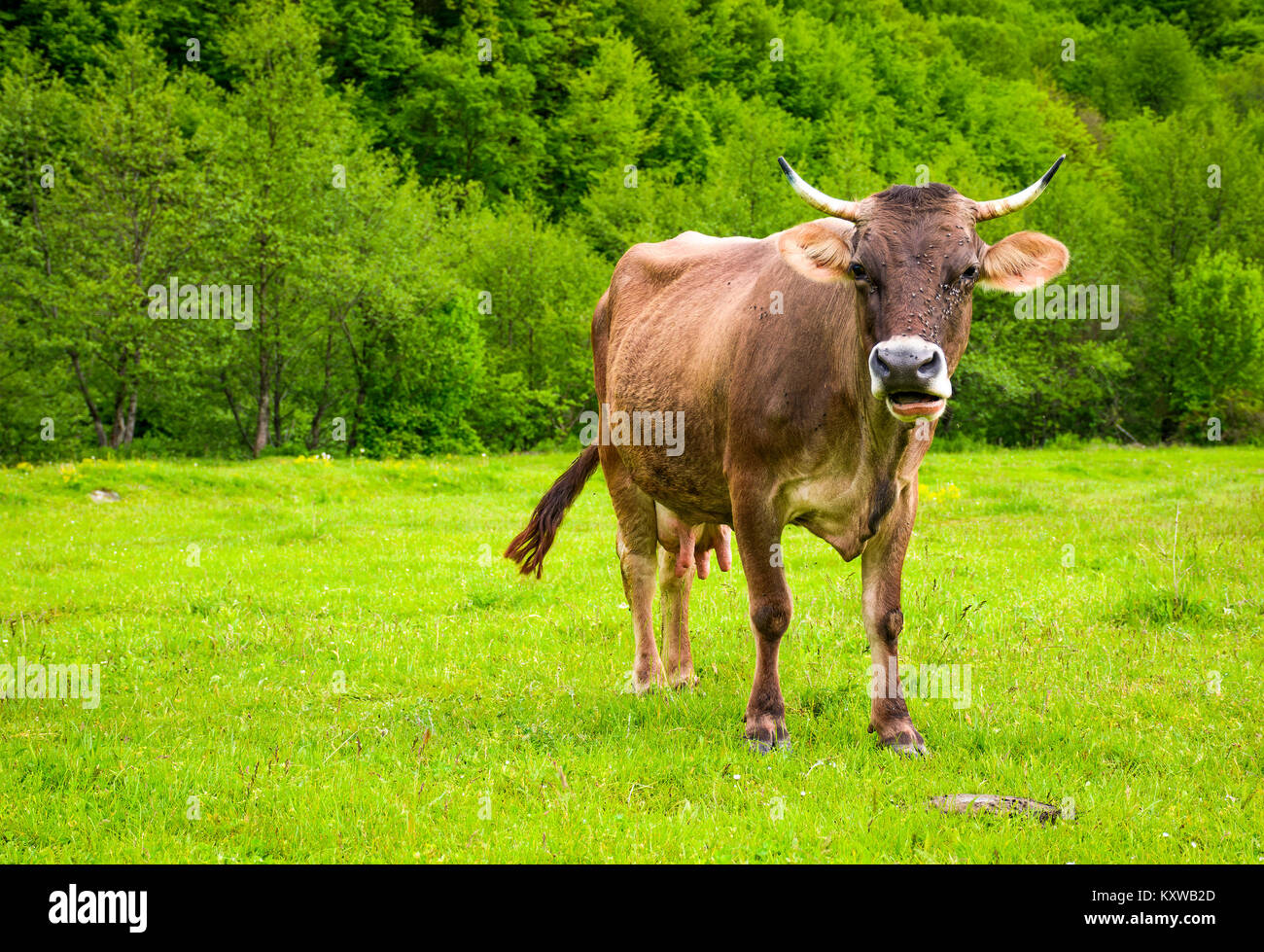 Mucca con mosche sul viso. animale in primavera ambiente verde Foto Stock