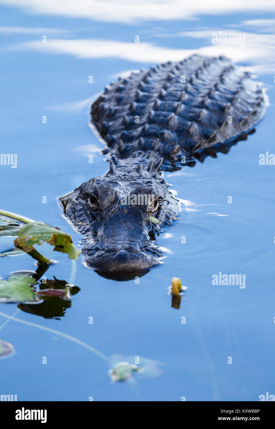 Un coccodrillo americano nelle acque del parco nazionale delle Everglades Foto Stock