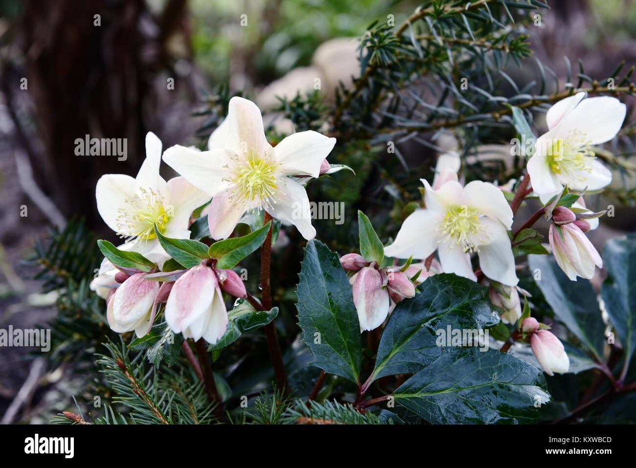 L Elleboro Bianco Che Fiorisce In Primavera Foto Stock Alamy