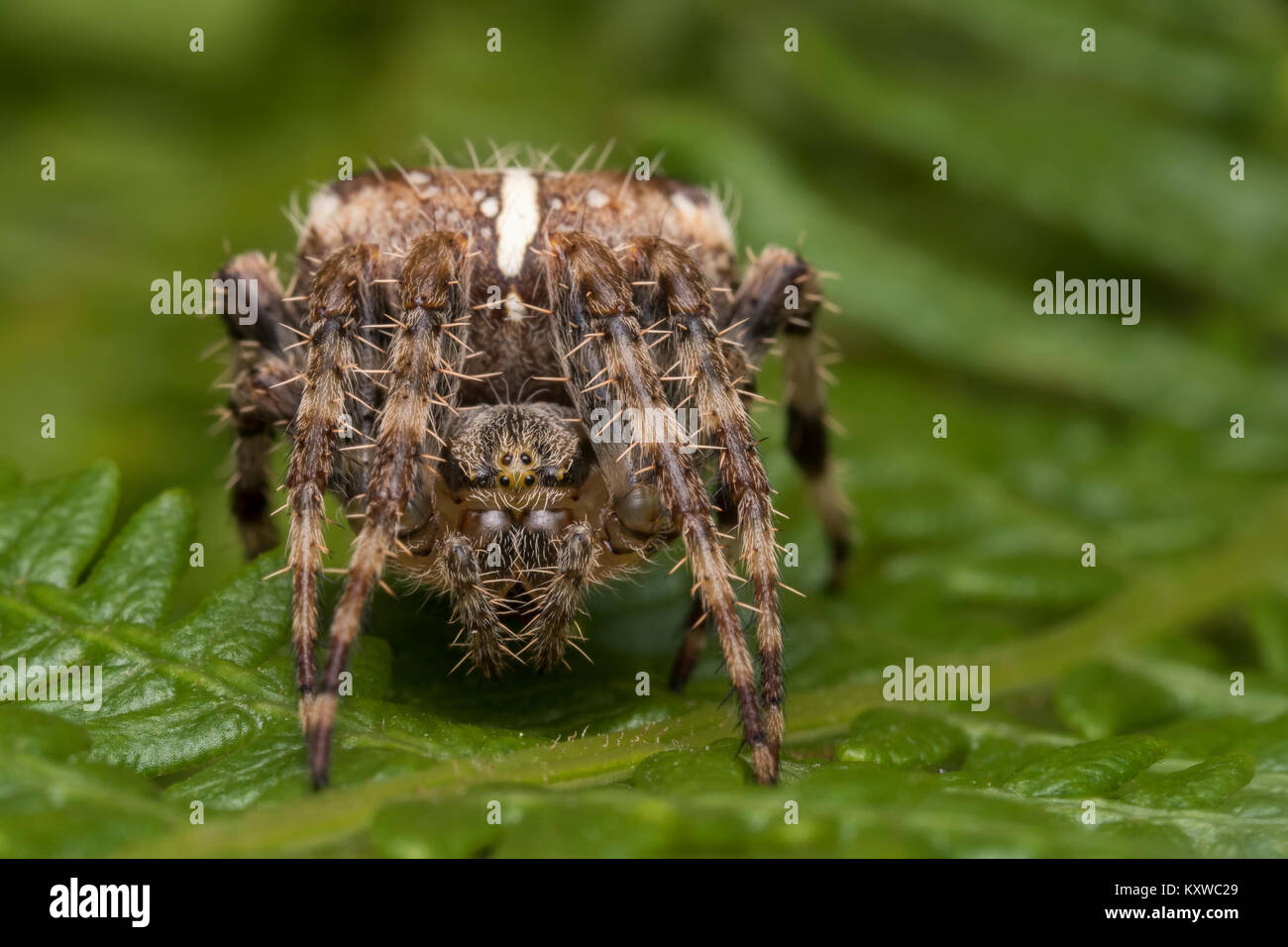 Giardino spider aka cross spider (Araneus diadematus) in appoggio su una felce in bosco. Cahir, Tipperary, Irlanda. Foto Stock