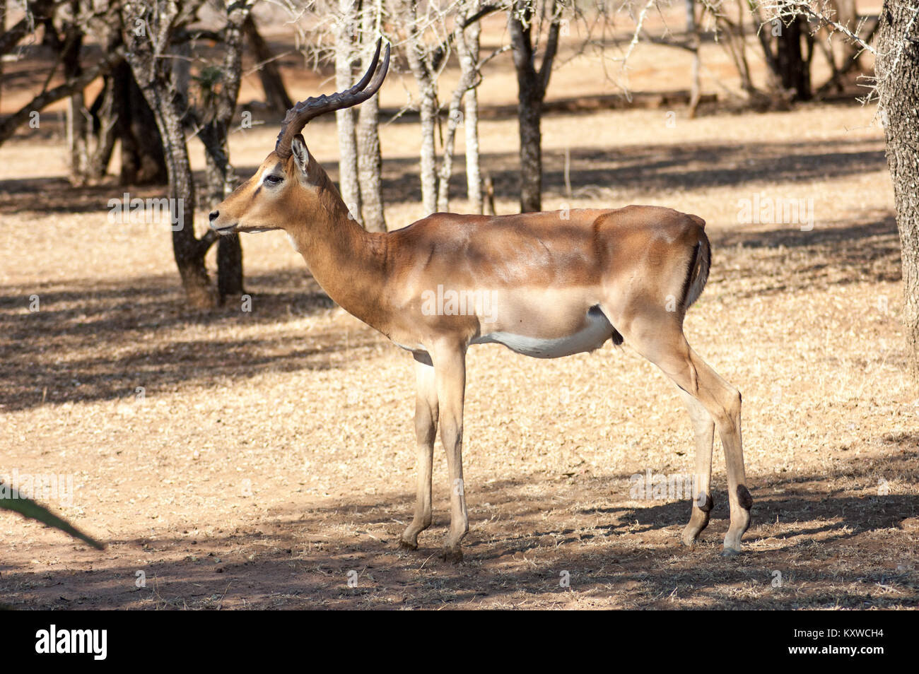 Un bel giovane cervo bruno cornato Stag in piedi ancora in una riserva di gioco dell'Africa. Foto Stock
