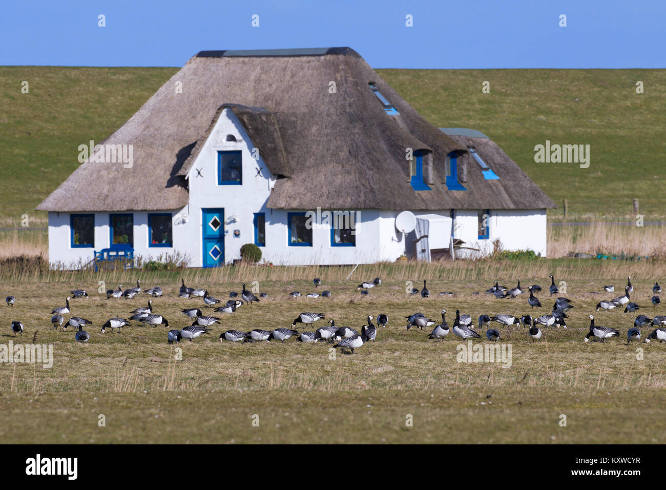 Barnacle goose (Branta leucopsis) gregge / Oche facciabianca gruppo erba di pascolo su terreni agricoli in primavera Foto Stock