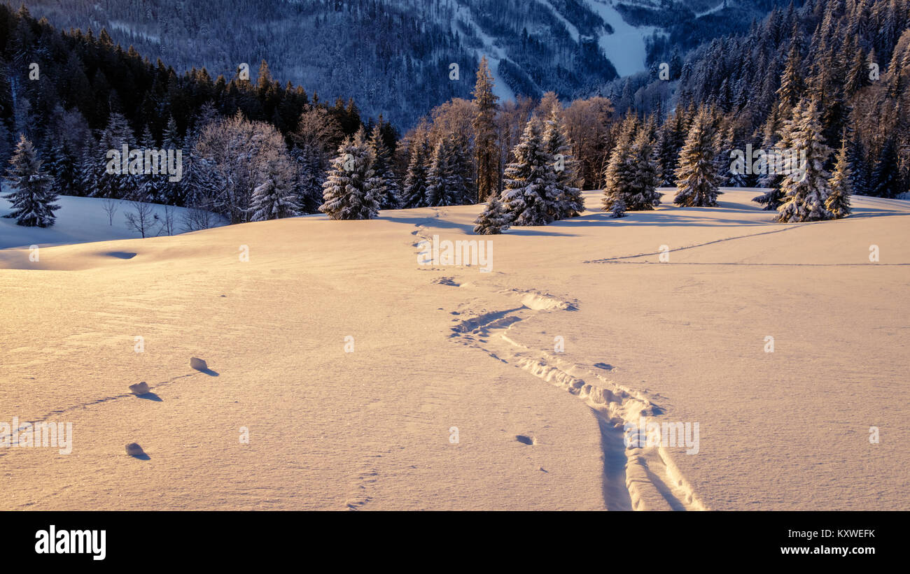 Backcountry sciare in un snowfield gli spruzzi di polvere di neve scaldata dal sunrise raggi del sole. Essendo i primi a salire la montagna per impostare nuove tracce in fresco di SN Foto Stock