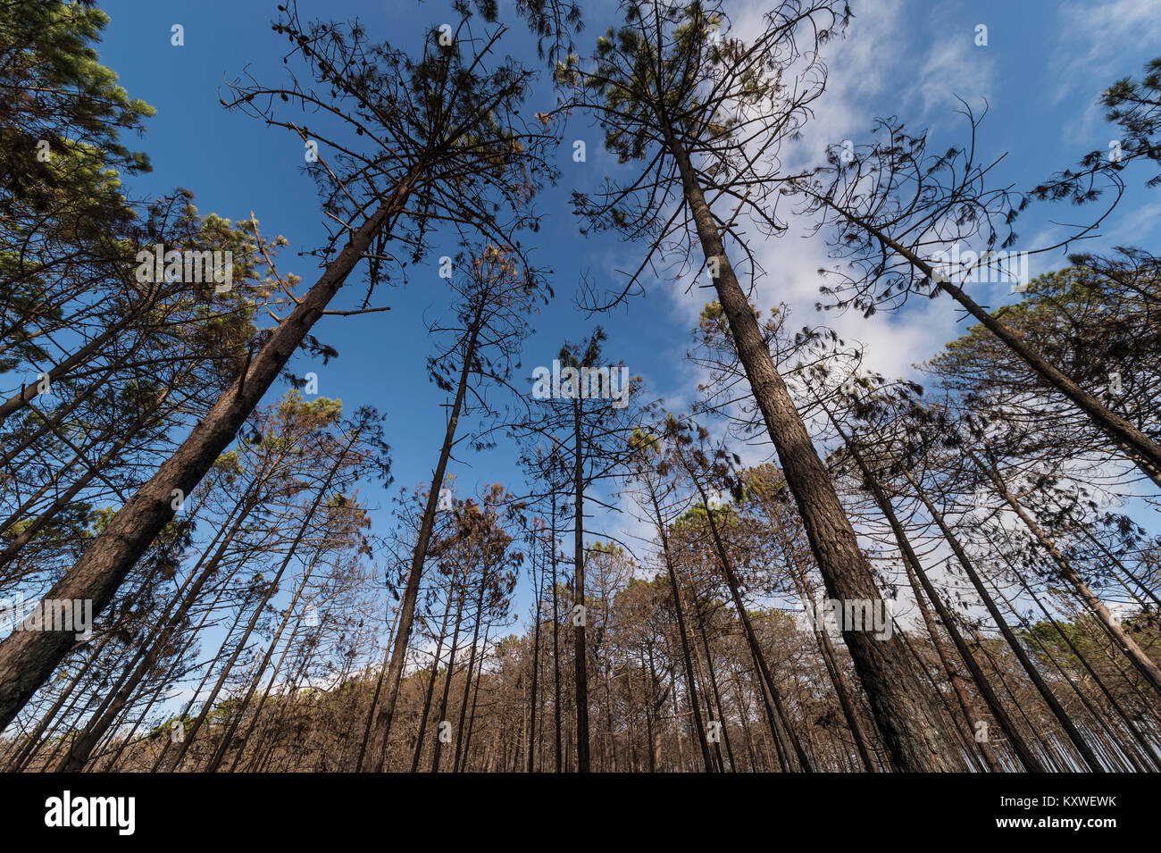 Foresta di annerito, fire danneggiato gli alberi in una foresta nella regione centrale del Portogallo. Foto Stock