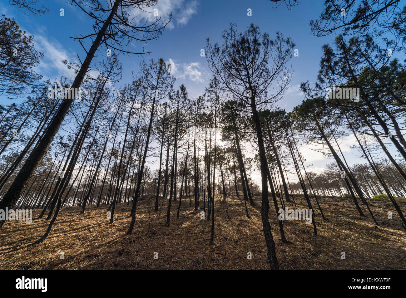 Foresta di annerito, fire danneggiato gli alberi in una foresta nella regione centrale del Portogallo. Foto Stock
