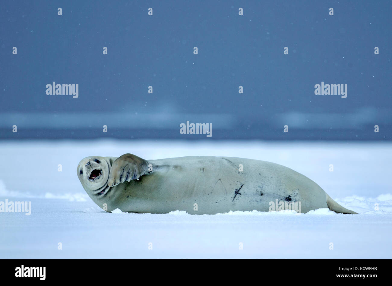 Guarnizione Crabeater (Lobodon carcinophagus) nella neve Foto Stock