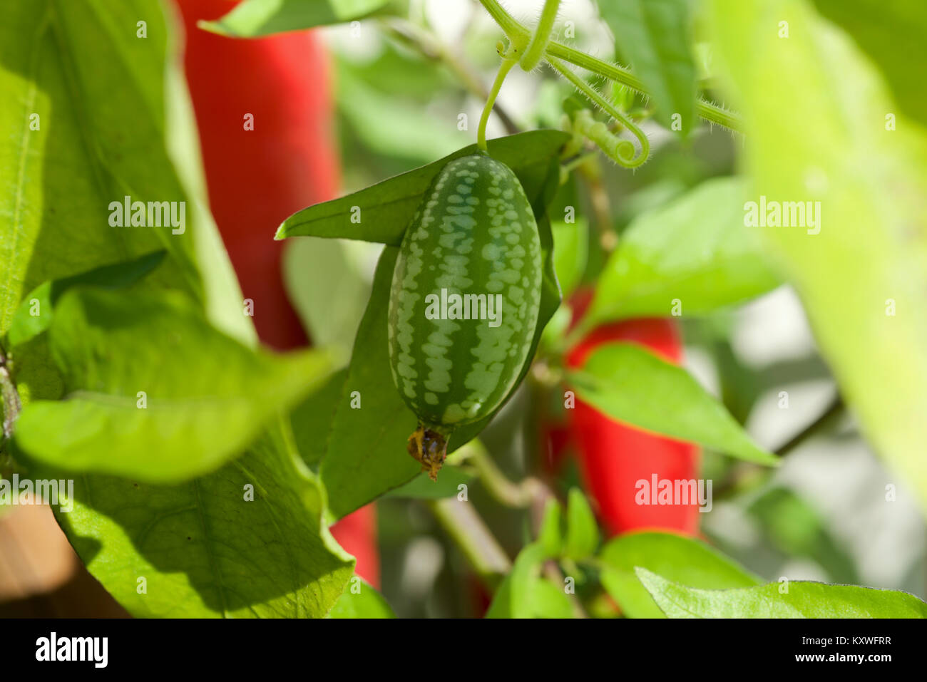 Cucamelon frutta, noto anche come cetriolini messicano, messicano sour cetrioli, o Melothria scabra sulla coltivazione della vite in condizioni di luce solare intensa Foto Stock