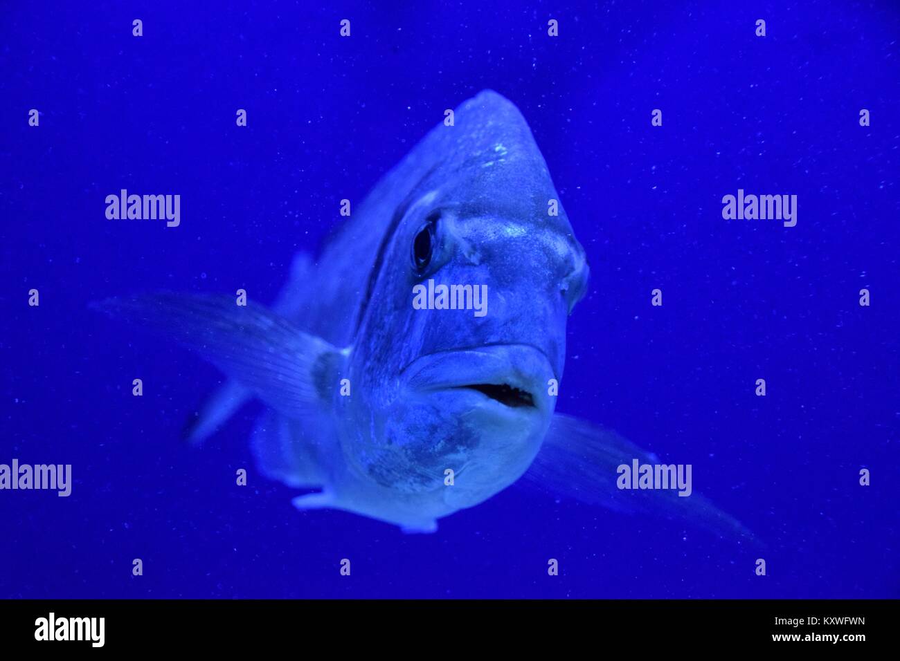 Orata orata o Sparus aurata nuotare nel profondo blu del mondo sottomarino Foto Stock
