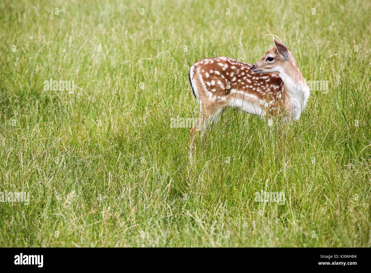 Giovane daino nella natura Foto Stock