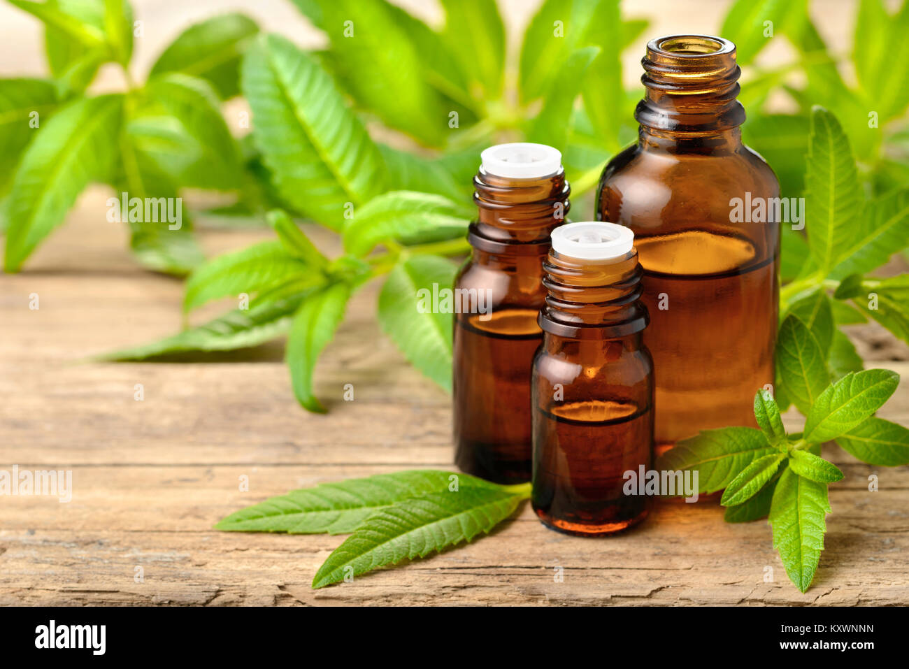 La verbena del limone olio essenziale e lascia sulla tavola di legno Foto Stock