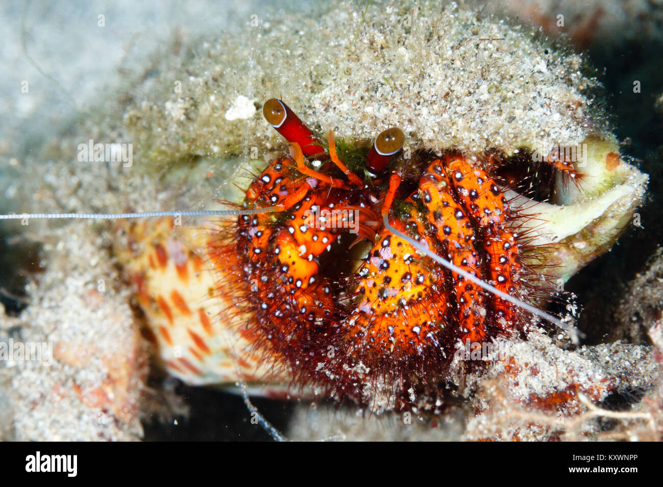 Il granchio eremita, Parco Marino di Bunaken, Nord Sulawesi, Indonesia Foto Stock
