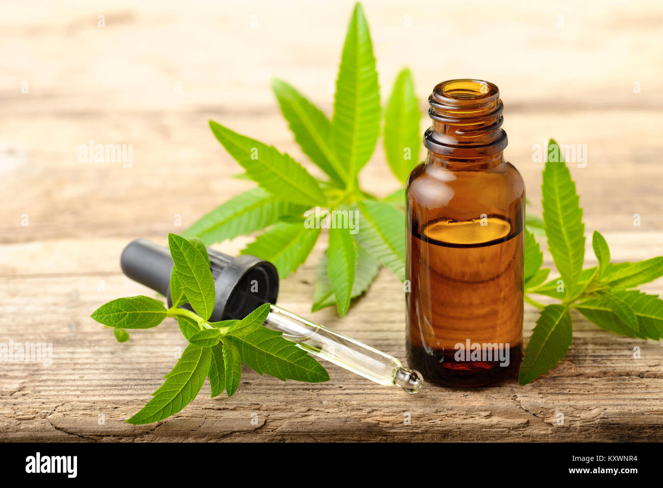 La verbena del limone olio essenziale e lascia sulla tavola di legno Foto Stock
