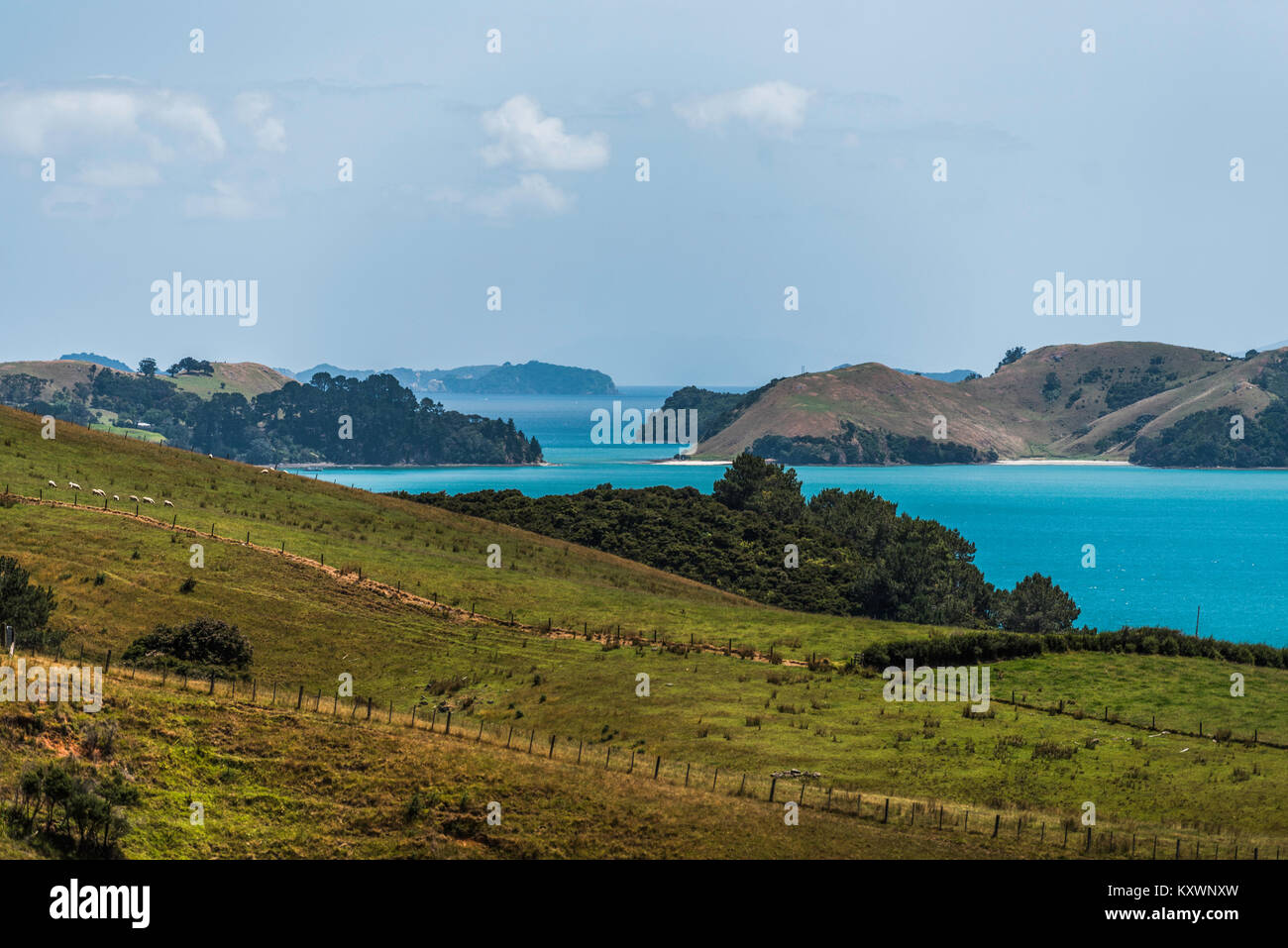 Il paesaggio e la vegetazione di Coromandel pensinsula, Nuova Zelanda Foto Stock
