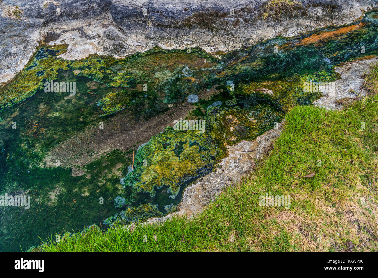 Sorgenti calde che eseguono nel Lago Taupo, Nuova Zelanda Foto Stock