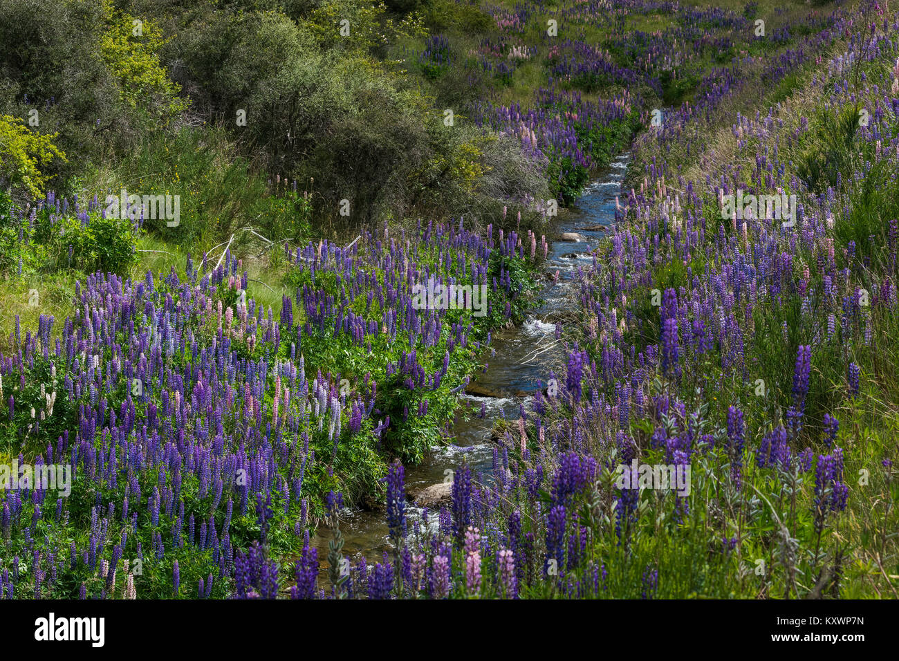 I lupini in Cardrona valley, Otago, Nuova Zelanda Foto Stock