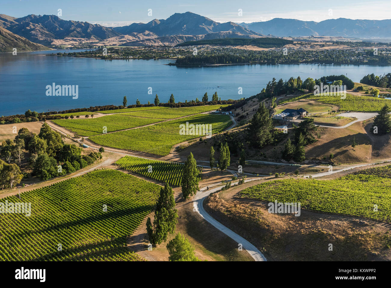 Rippon vineayrds sul Lago Wanaka, Otago, Nuova Zelanda Foto Stock