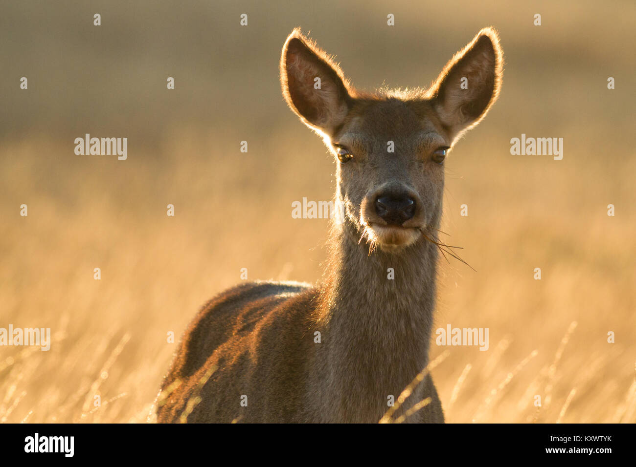 Close up di un sorprendente wild Red Deer in bella luce del sole sull'isola di Islay Foto Stock