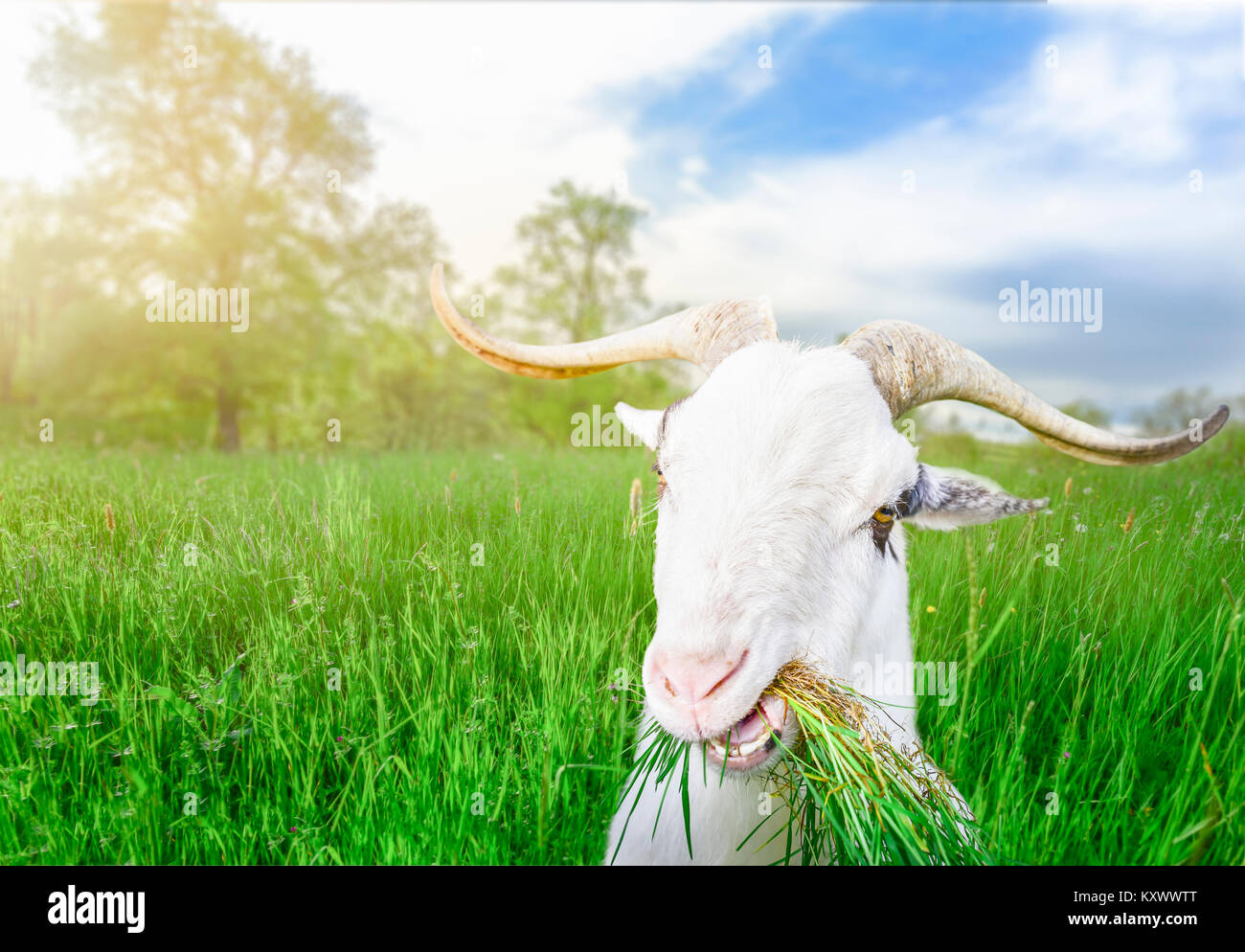 Funny bianco maschio di capra con lunghe corna e l'erba in bocca, guardando la telecamera, in un campo di erba verde, in una giornata di sole di primavera. Foto Stock