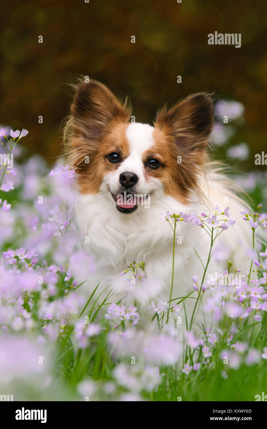 Un bianco e rosso Papillon dog sitter in un prato circondato da Cuckooflower in primavera, il Papillon è un avviso, cordiale e molto intelligente di razza giocattolo. Foto Stock