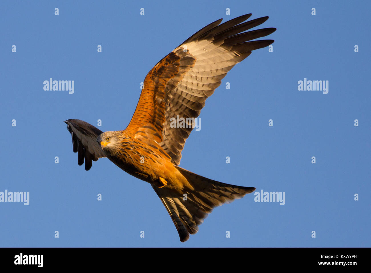 Aquilone rosso presa in corrispondenza della stazione di alimentazione a Gigrin Farm in Rhayader, Wales, Regno Unito Foto Stock