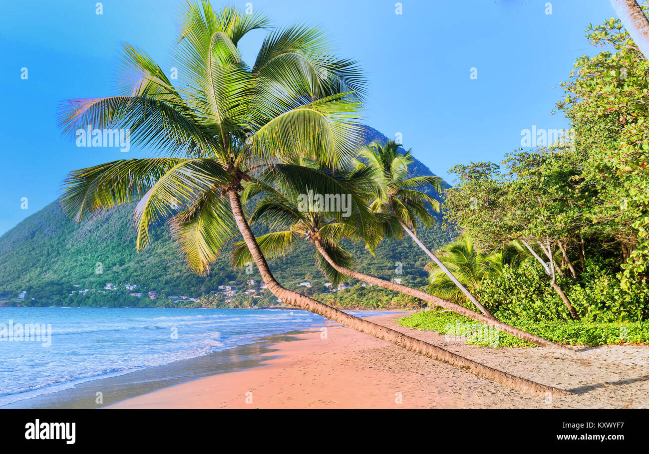 La spiaggia caraibica , isola di Martinica. Foto Stock