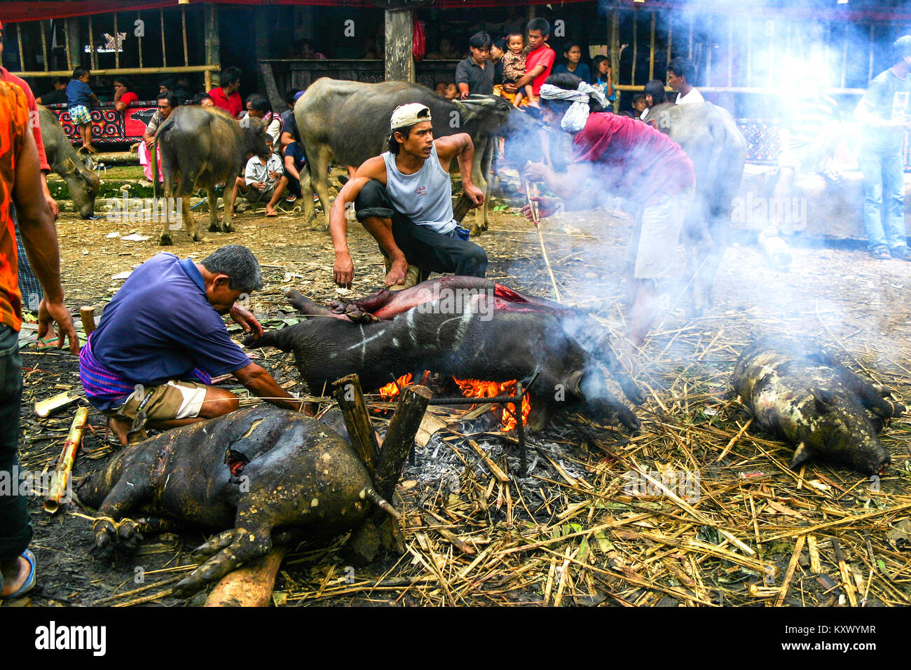 La masterizzazione di setole fuori delle carcasse di suino sul fuoco aperto durante una cerimonia funebre in Marante village, Tana Toraja, Sulawesi meridionale, Indonesia Foto Stock