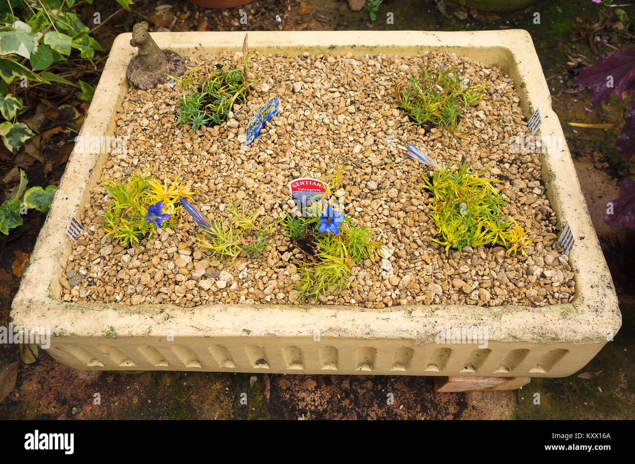 Riciclare il vecchio lavandino utilizzato come una piantatrice per una piccola collezione di piante genziana utilizzando ghiaia come un top dressing a dimostrato di drenaggio massimo durante il sollevamento Foto Stock