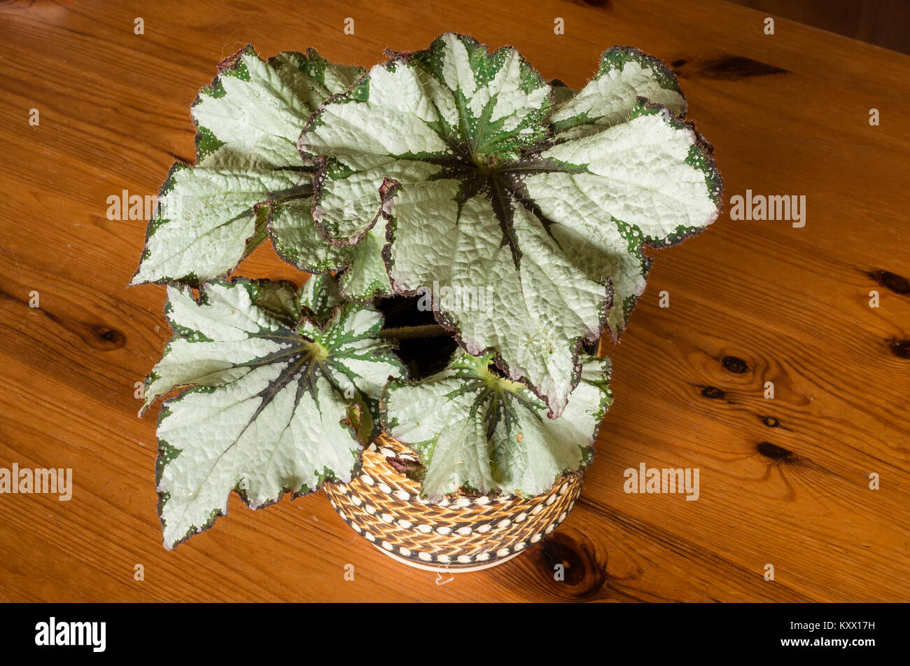 Unico e fogliame decorativo caratterizza questo begonia rex oro verde, un RHS AGM stabilimento in Inghilterra, Regno Unito Foto Stock