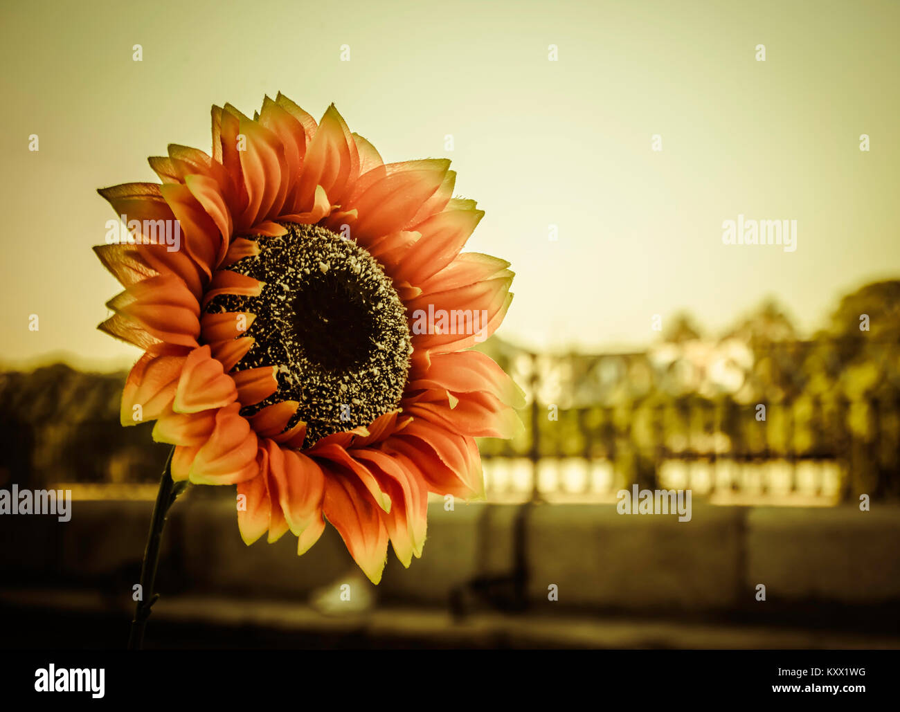 Grandi fiori in tessuto Foto Stock