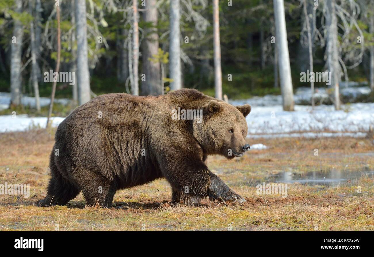 Maschio dominante dell'Orso bruno (Ursus arctos) nella luce del tramonto sulla palude nella foresta di primavera. Foto Stock