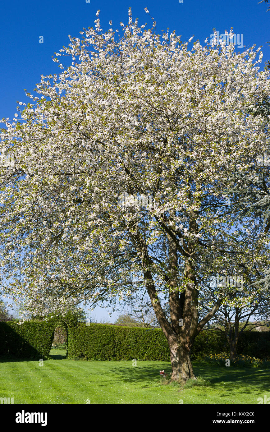 Wild cherry tree ricoperto di fiori bianchi in un giardino inglese in aprile Foto Stock