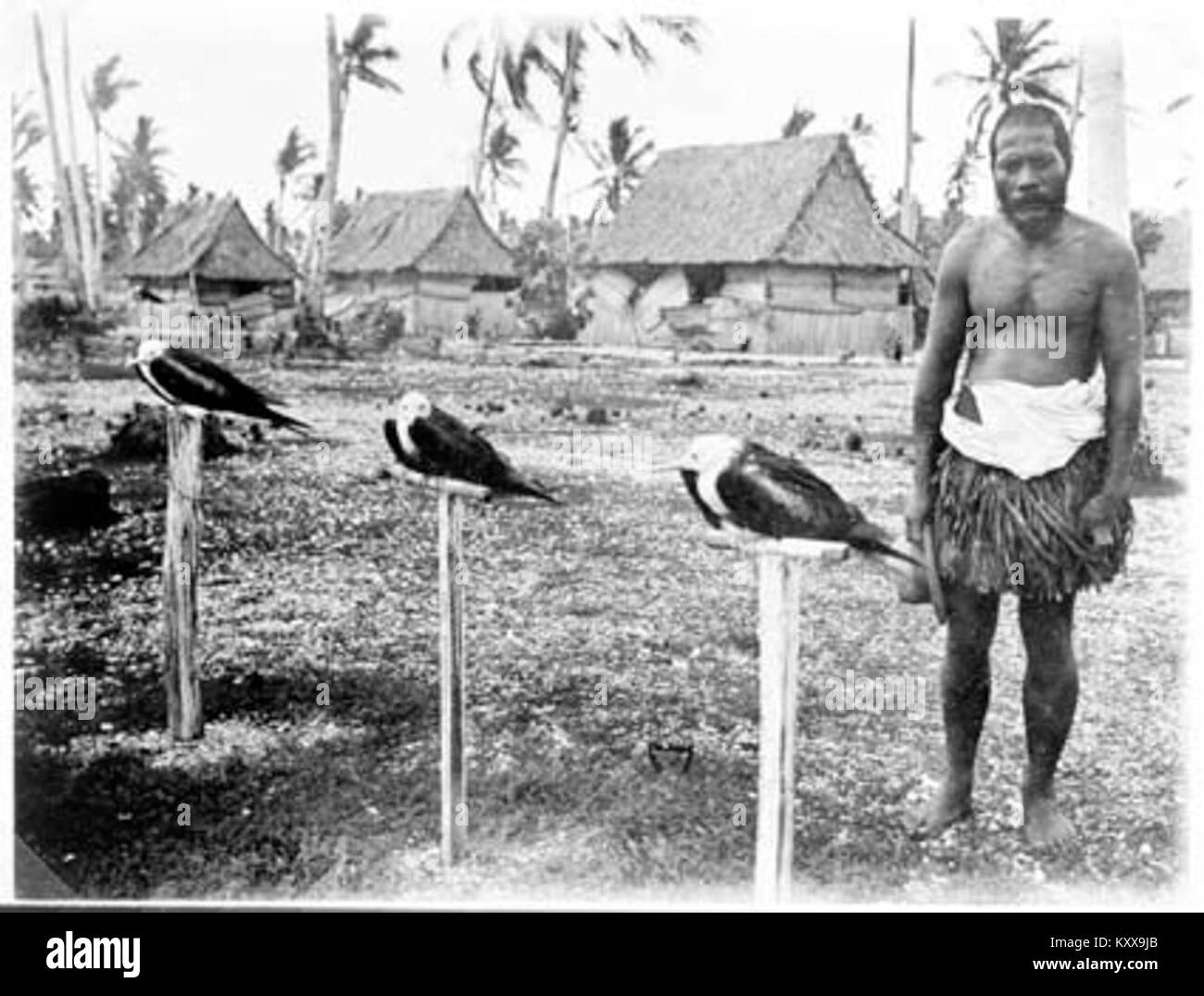 Fotografia di fregate sull'isola di Nauru, che mostra le lunghe ali e i sacchi di gola rossa caratteristici della specie. Questi uccelli marini sono noti per le loro abilità aeree e la loro presenza nelle regioni tropicali. Foto Stock