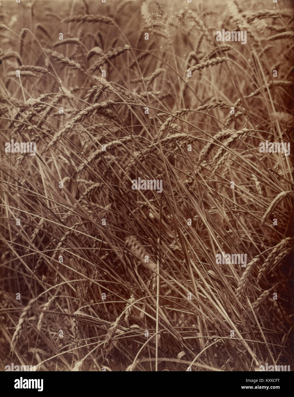 La fotografia intitolata “(grano)” del fotografo francese Eugène Atget presenta una scena di natura morta di gambi di grano disposti in luce naturale, che illustra lo studio di Atget dei primi anni del XX secolo sulle forme organiche semplici. Foto Stock