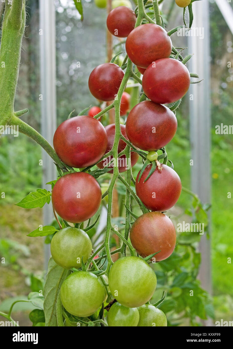 Architrave di rosso scuro antiche varietà di pomodoro Cherokee la maturazione sulla pianta nel giardino interno serra, Cumbria Inghilterra England Regno Unito. Foto Stock