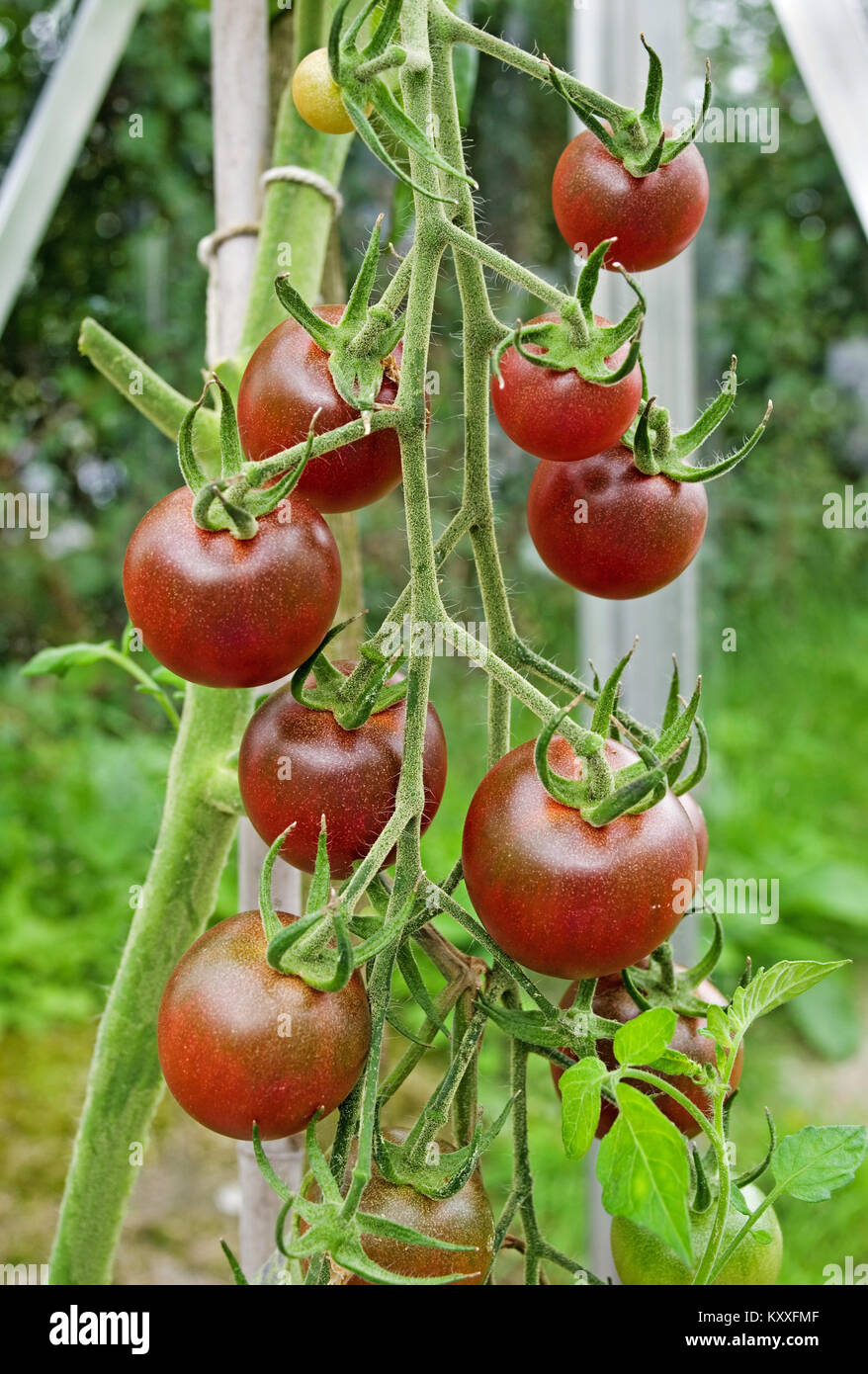 Architrave di rosso scuro antiche varietà di pomodoro Cherokee la maturazione sulla pianta nel giardino interno serra, Cumbria Inghilterra England Regno Unito. Foto Stock