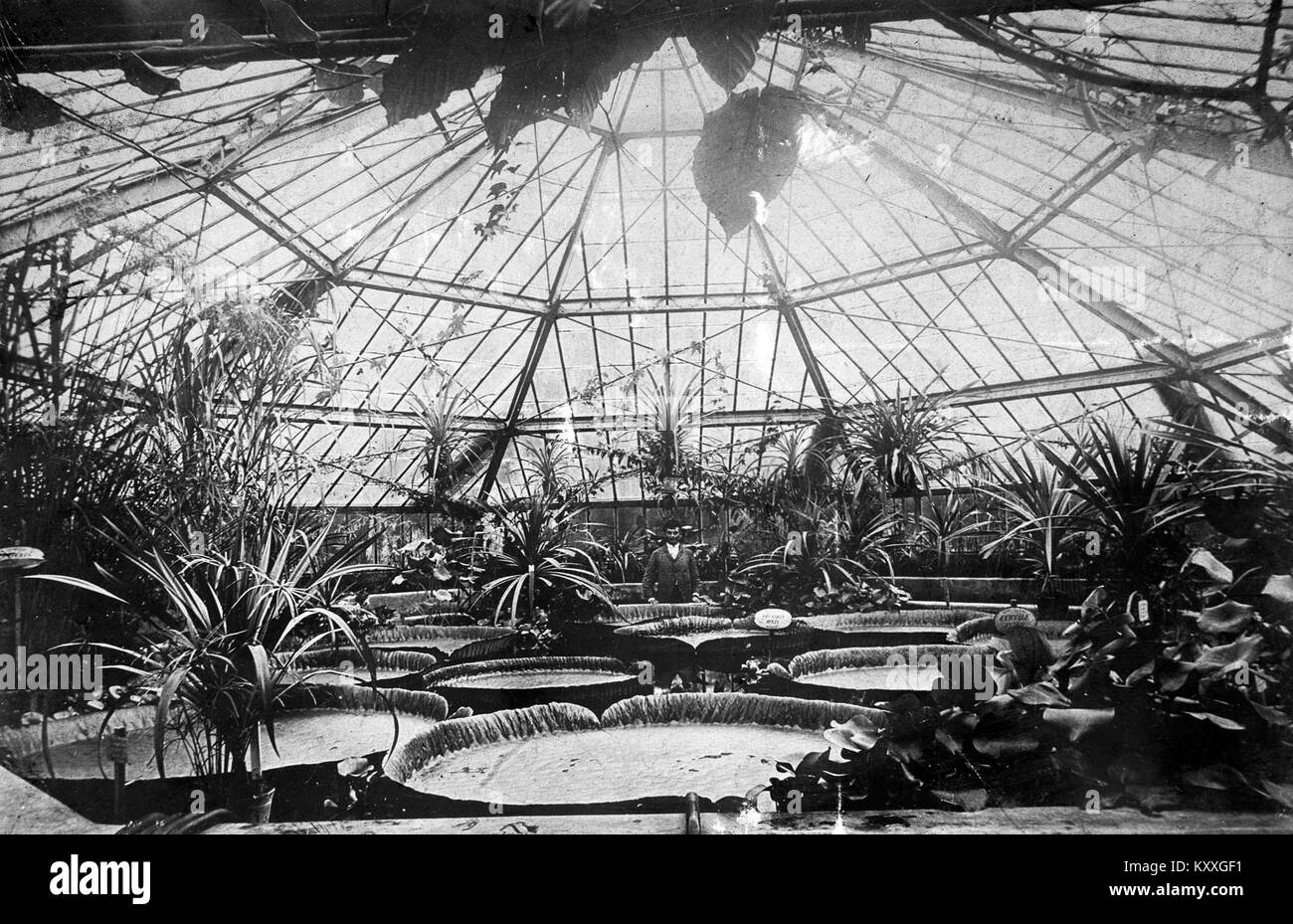 Una fotografia della collezione Fortepan che mostra la Casa Vittoria a Főváskert, in Ungheria, sede della fiorente ninfea amazzonica. L'immagine evidenzia il significato botanico e l'ambientazione architettonica della serra. Foto Stock
