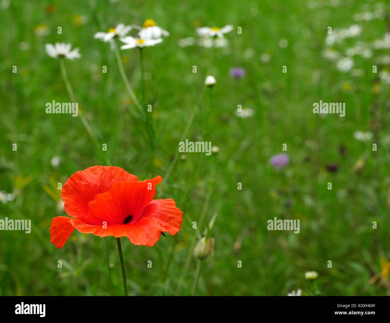 Papavero rosso nel prato di fiori. Foto Stock