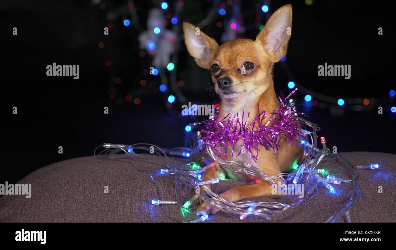 Il giocattolo Terrier è un giallo Nuovo Anno di cane. Funny dog giace su un cuscino e si guarda intorno. Tinsel sul suo collo, intorno alle ghirlande. Sullo sfondo di una pelliccia- Foto Stock